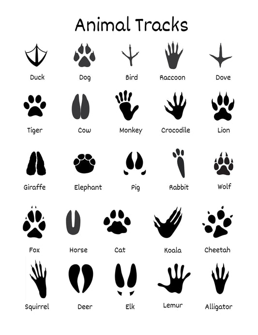 Fun Animal Tracks Matching Game for Kids Faith Filled Printables